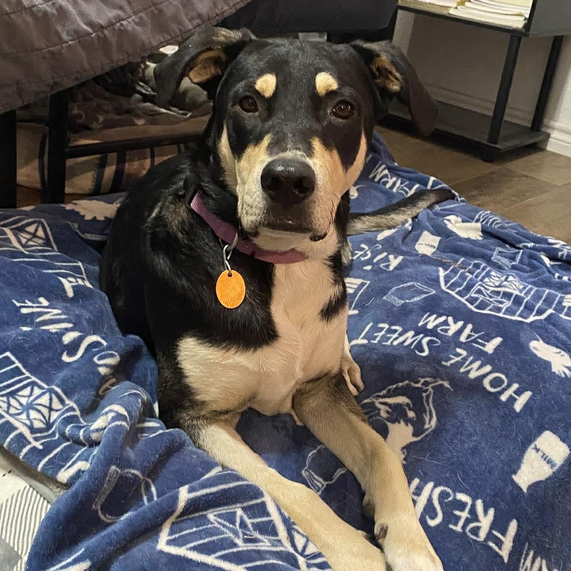 Enlarge Rico, a Adoptable mixed breed in Ridgefield, NJ image 3/6