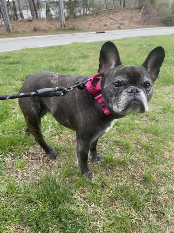 Enlarge Valentina, a Adoptable French Bulldog in Oakland, NJ image 1/1