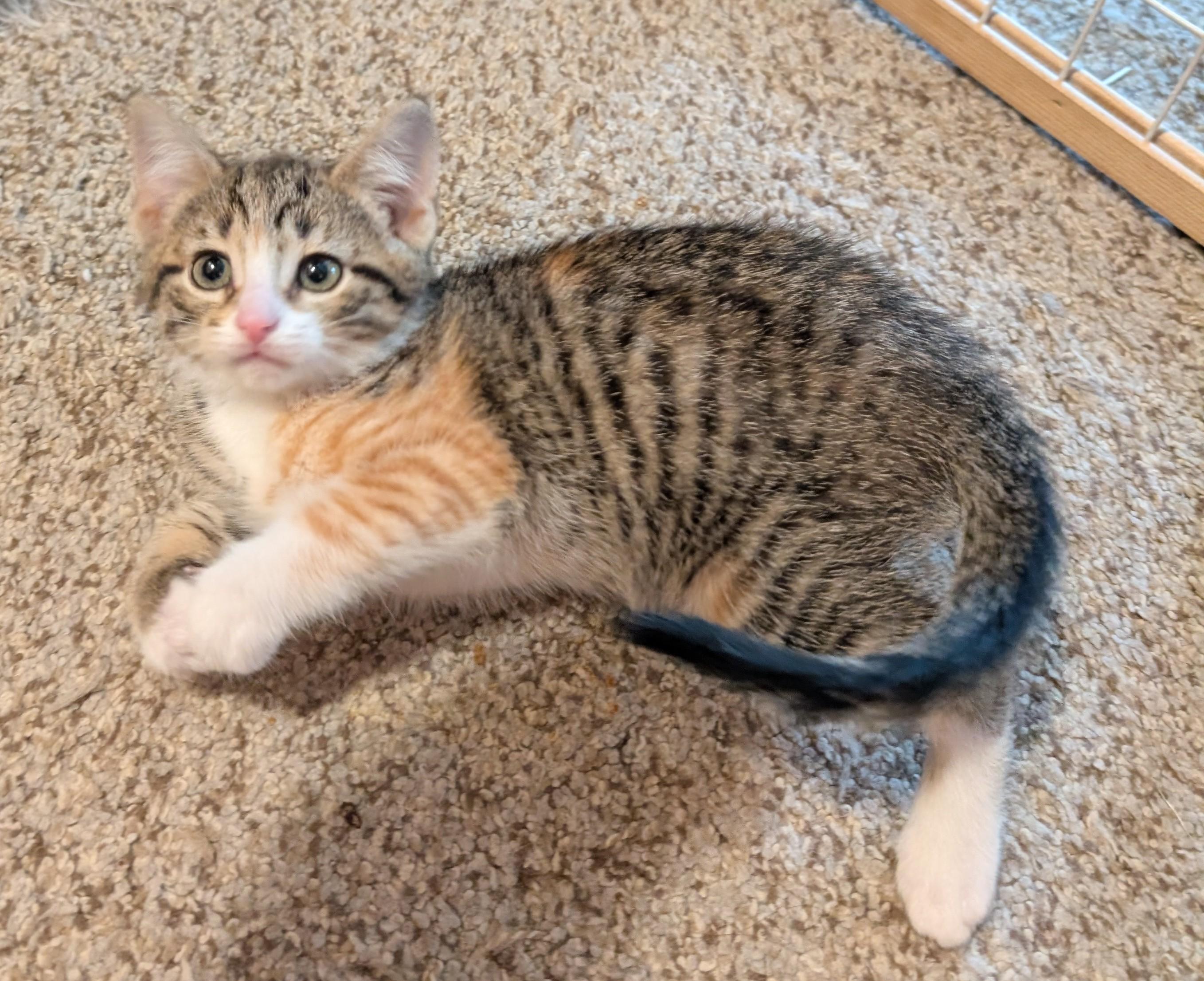 Magnolia, a ADOPTABLE Domestic Short Hair in Wadsworth, OH image 3/4
