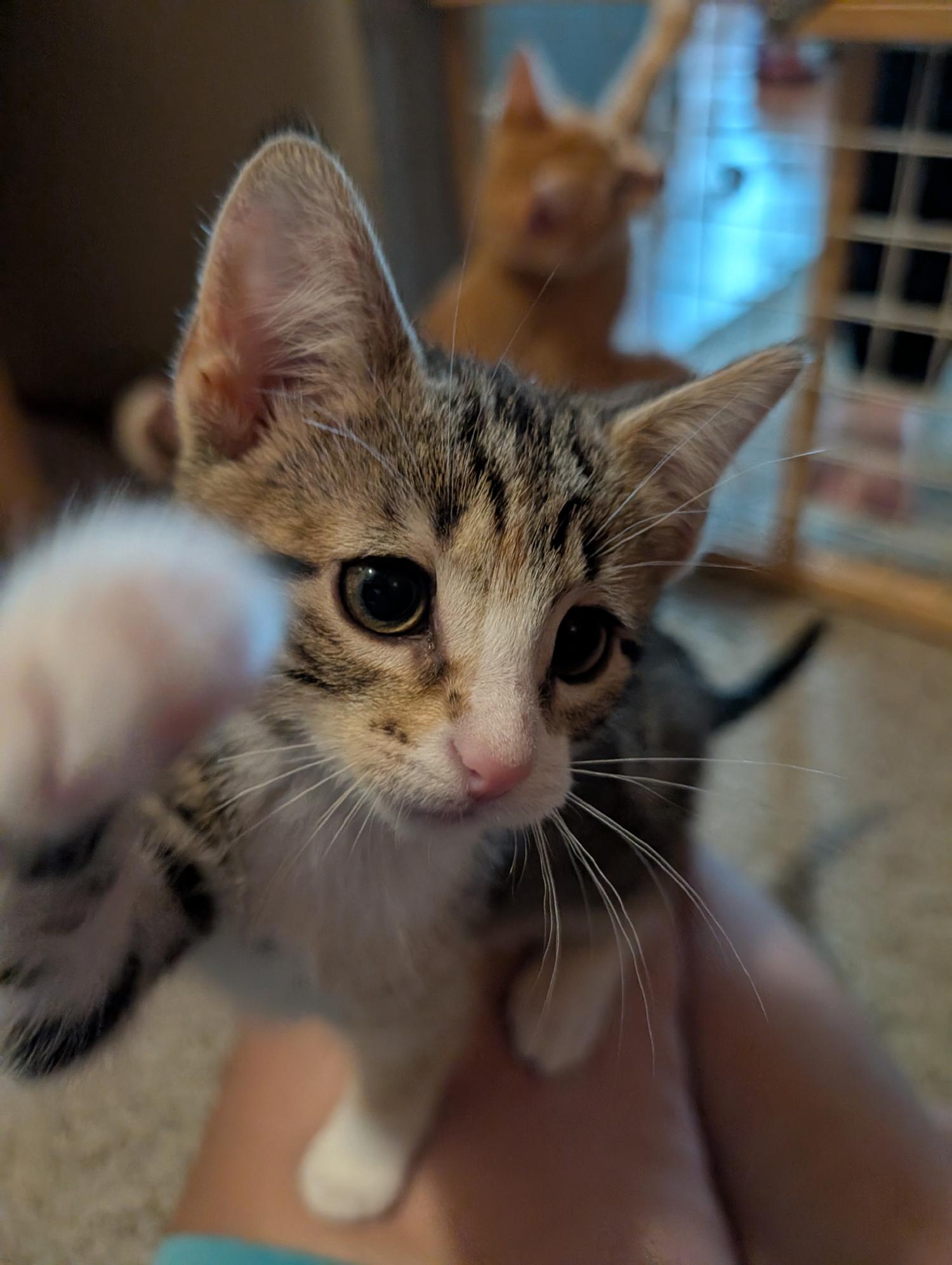 Magnolia, a ADOPTABLE Domestic Short Hair in Wadsworth, OH image 4/4