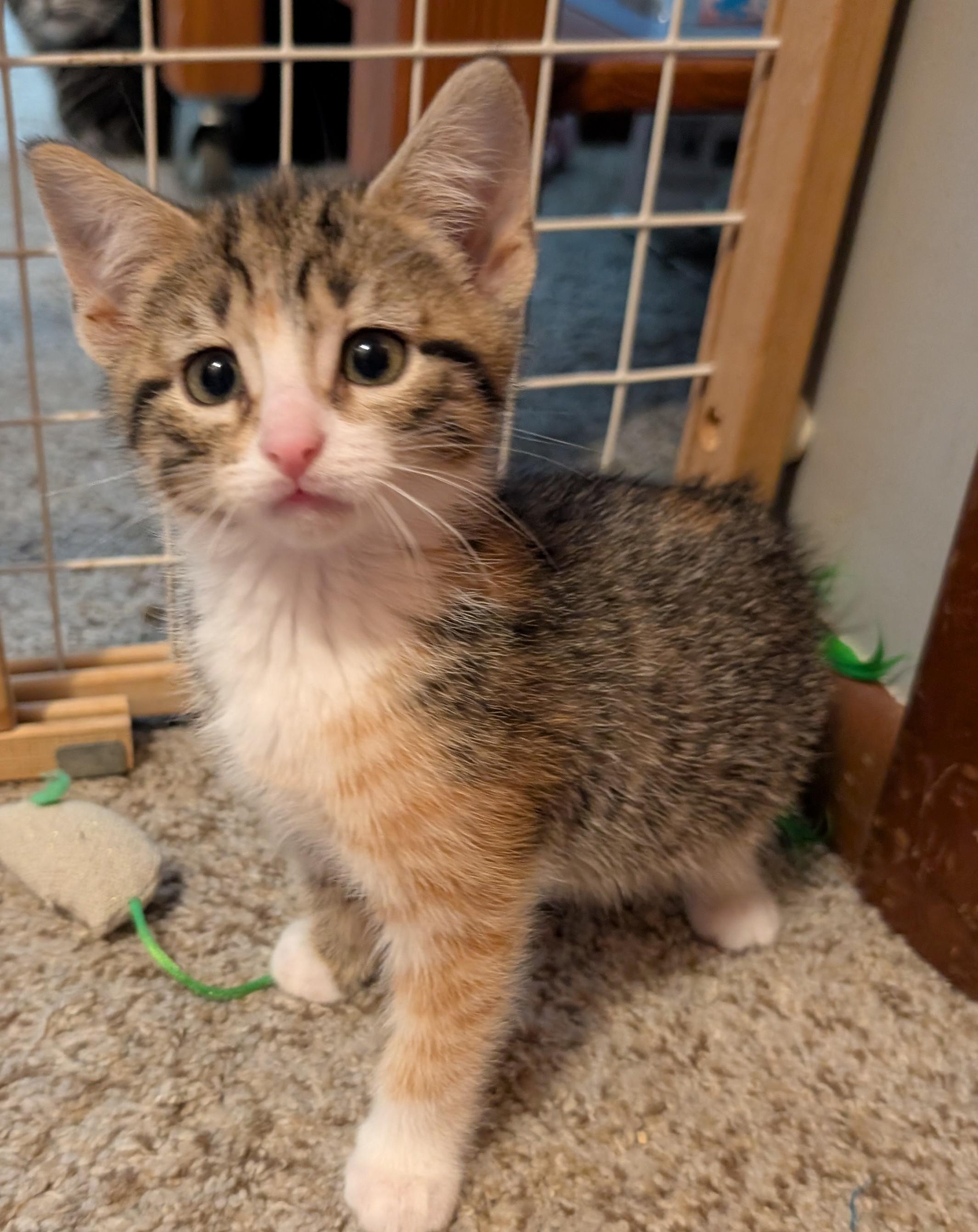 Magnolia, a ADOPTABLE Domestic Short Hair in Wadsworth, OH image 1/4