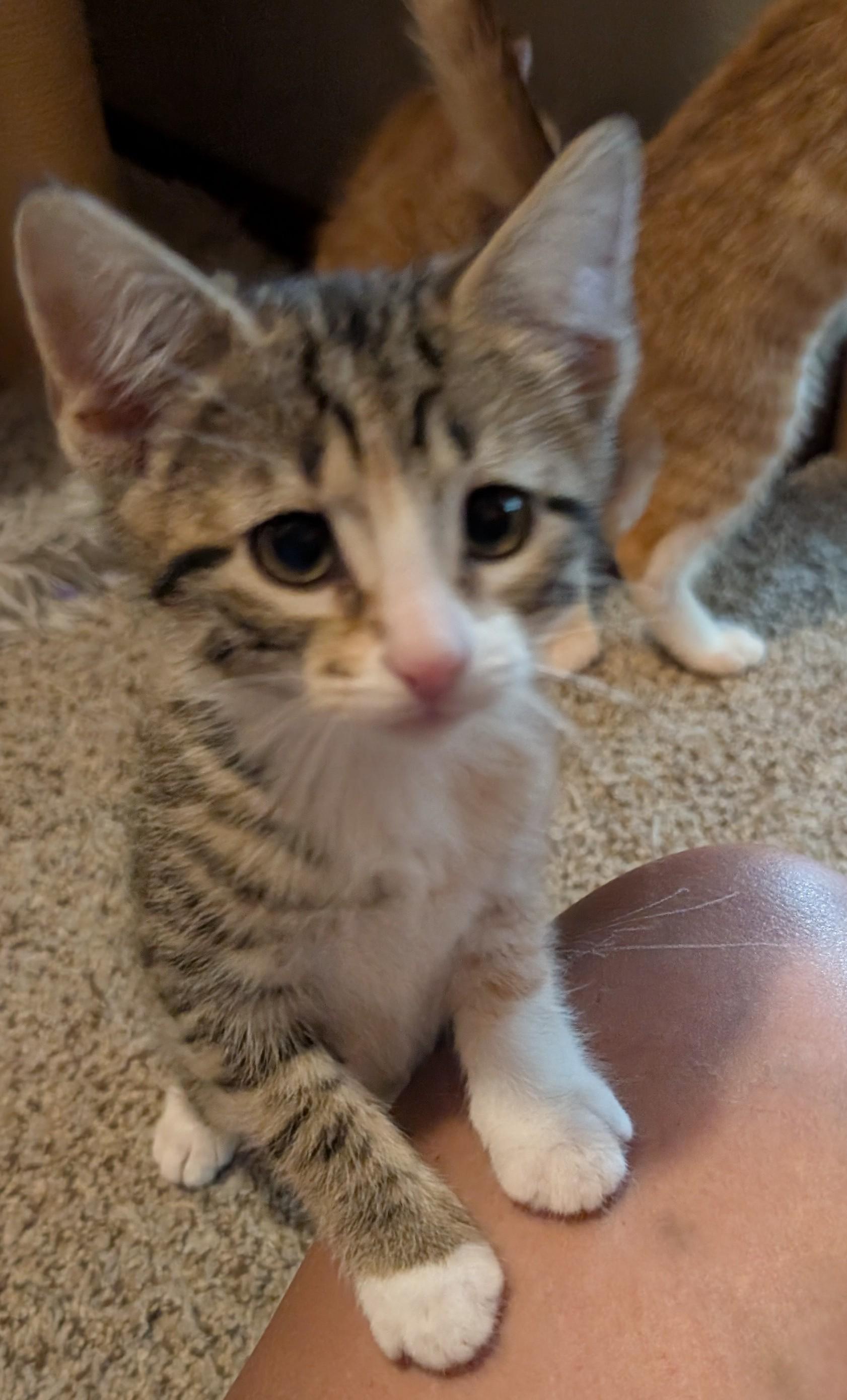Magnolia, a ADOPTABLE Domestic Short Hair in Wadsworth, OH image 2/4