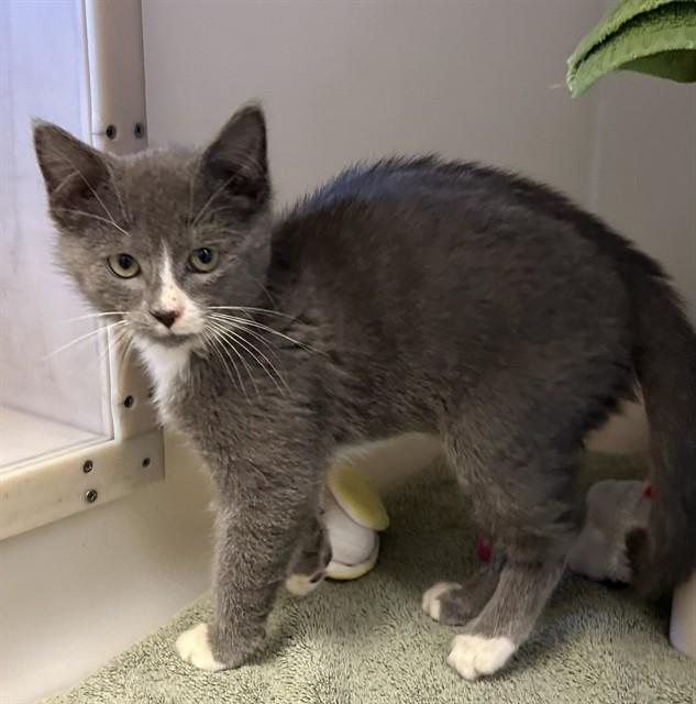 SMOKEY, Adoptable, Kitten Male Domestic Short Hair.