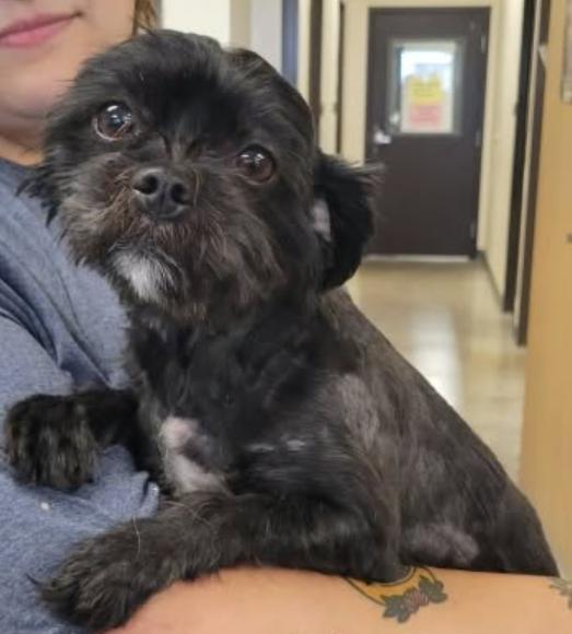 Enlarge Amaya, a Adoptable mixed breed in Parker, CO image 2/3