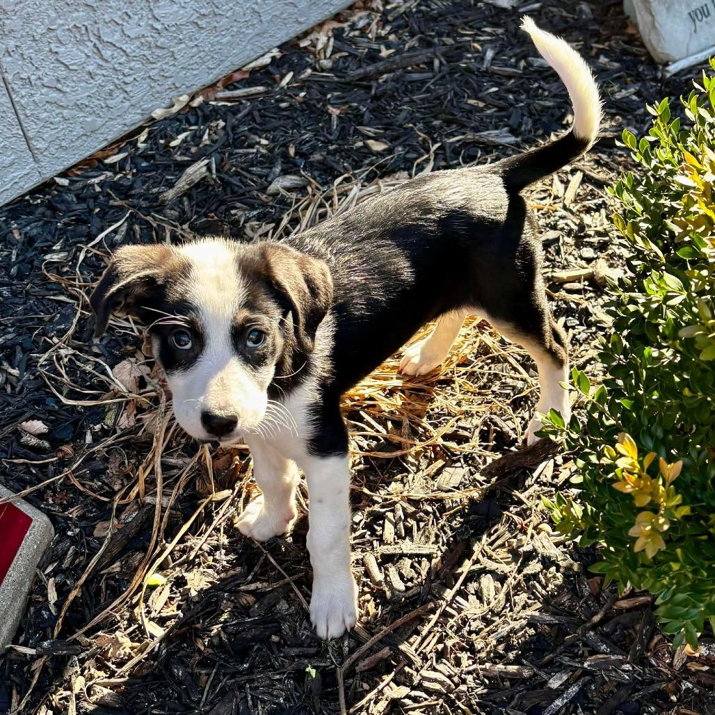 Baylee, Adoptable, Puppy Female Great Pyrenees & Labrador Retriever.