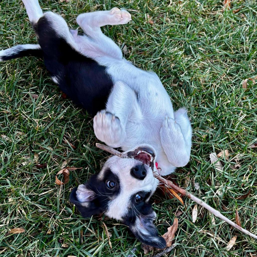 Enlarge Baylee, a Adoptable mixed breed in Overland Park, KS image 2/4