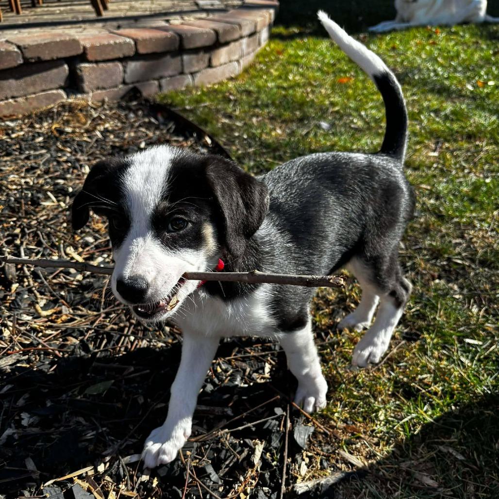 Enlarge Baylee, a Adoptable mixed breed in Overland Park, KS image 4/4