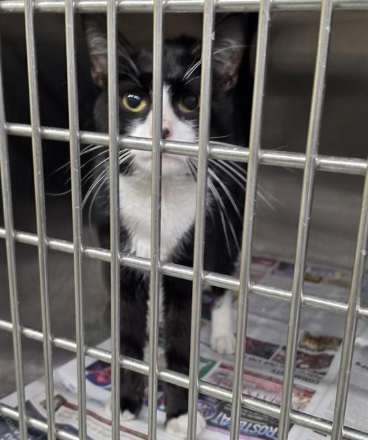 Enlarge ELMER, a Adoptable mixed breed in Anchorage, AK image 1/1