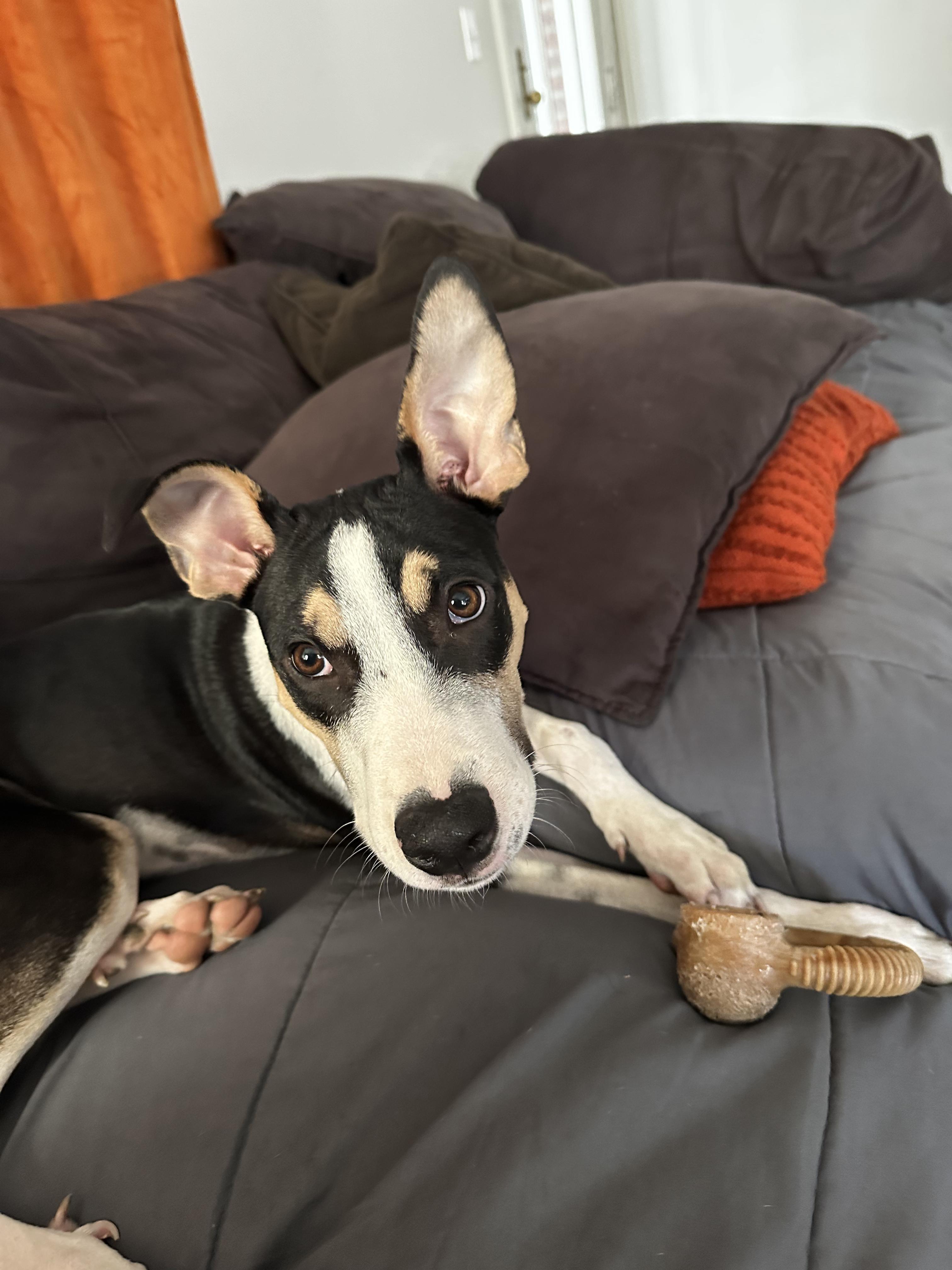 Enlarge Kai "Cruz", a Adoptable Mixed Breed in Glen Rock, NJ image 1/6