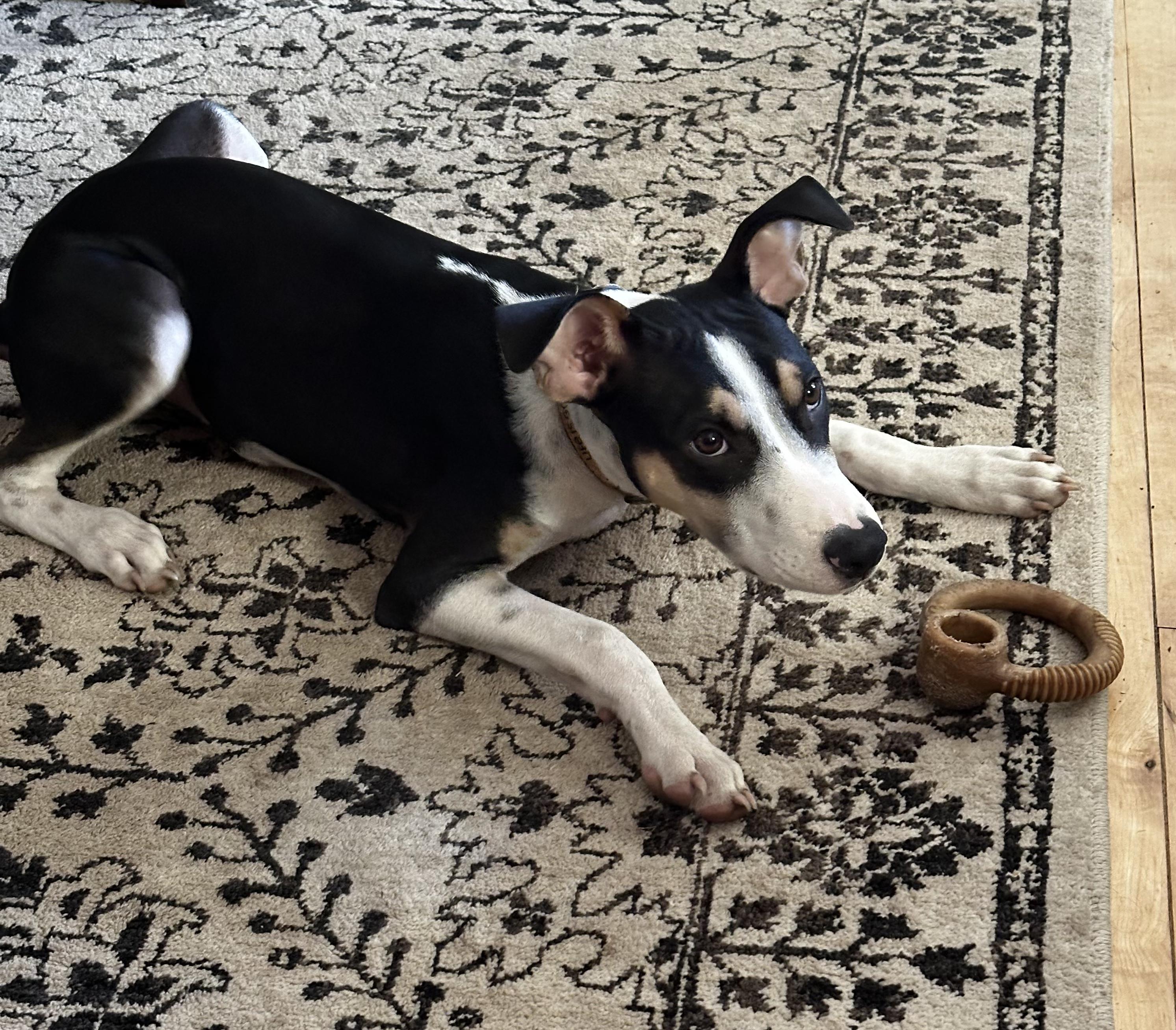 Enlarge Kai "Cruz", a Adoptable Mixed Breed in Glen Rock, NJ image 2/6