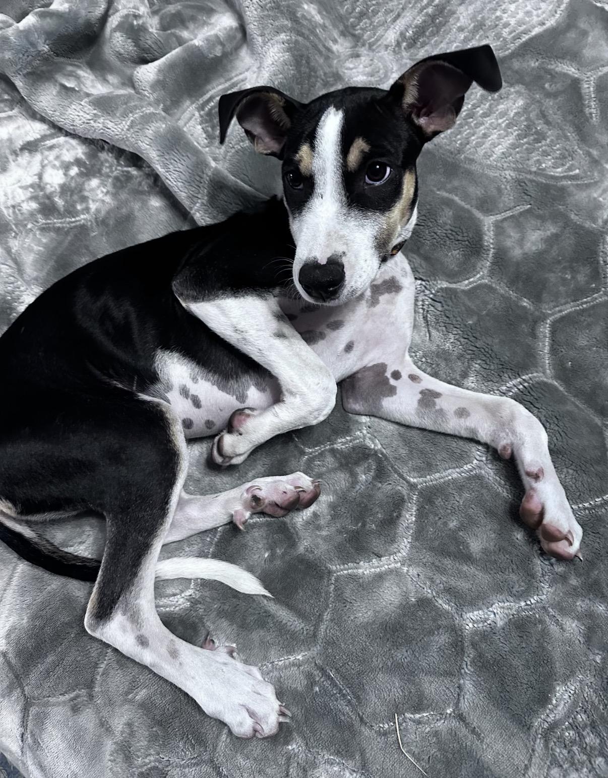 Enlarge Kai "Cruz", a Adoptable Mixed Breed in Glen Rock, NJ image 3/6