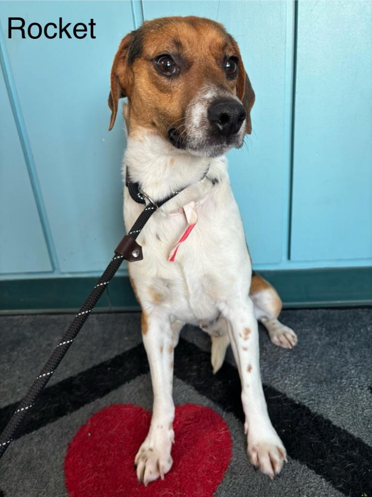 B20 Rocket, Adoptable, Adult Male Beagle & Hound.
