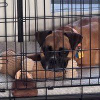 Enlarge Louie, a Adoptable Boxer in Davis, CA image 5/6