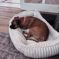 Enlarge Louie, a Adoptable Boxer in Davis, CA image 3/6
