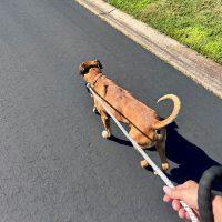 Enlarge Louie, a Adoptable Boxer in Davis, CA image 6/6