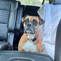 Enlarge Louie, a Adoptable Boxer in Davis, CA image 2/6