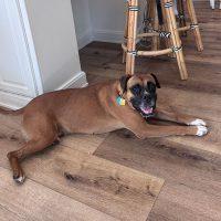 Enlarge Louie, a Adoptable Boxer in Davis, CA image 4/6