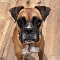 Enlarge Louie, a Adoptable Boxer in Davis, CA image 1/6