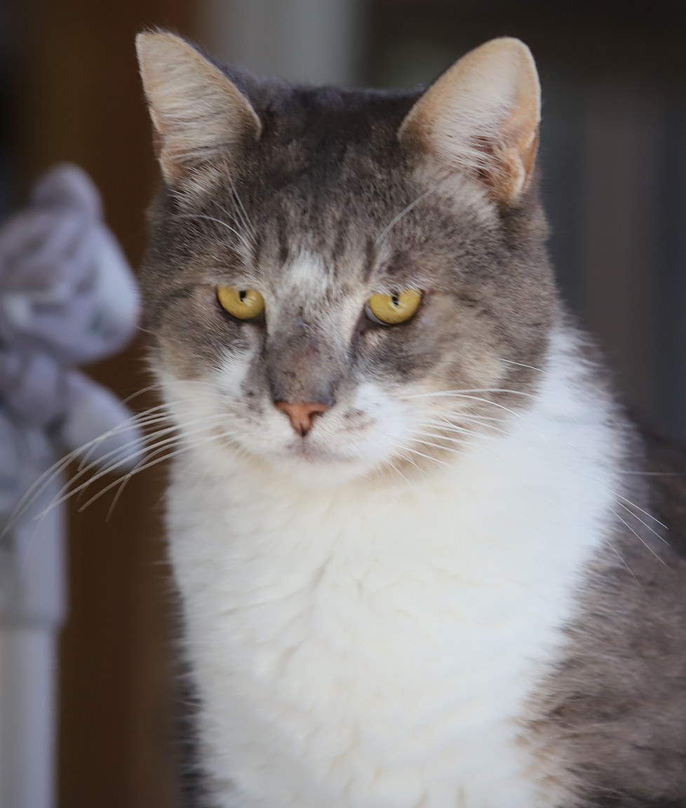 Fat Boy, Young Male unknown