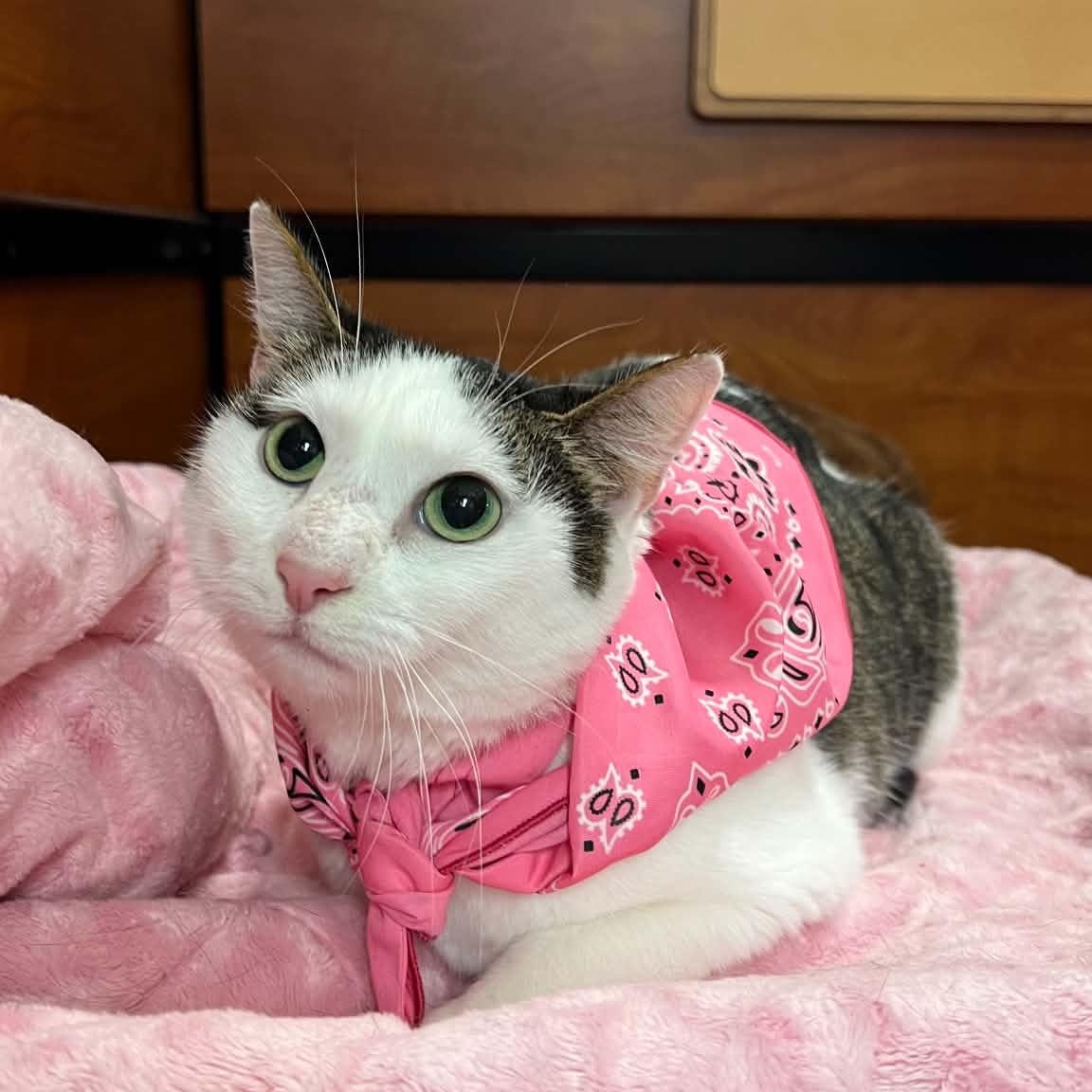 Olive, Adoptable, Adult Female Domestic Short Hair.