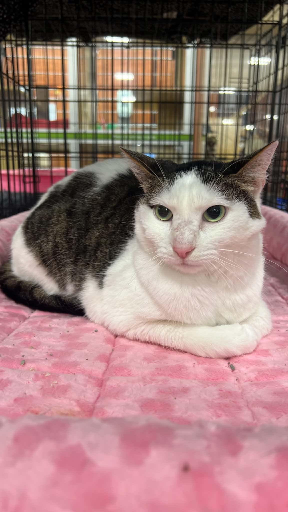 Enlarge Olive, a Adoptable Domestic Short Hair in Memphis, TN image 6/6