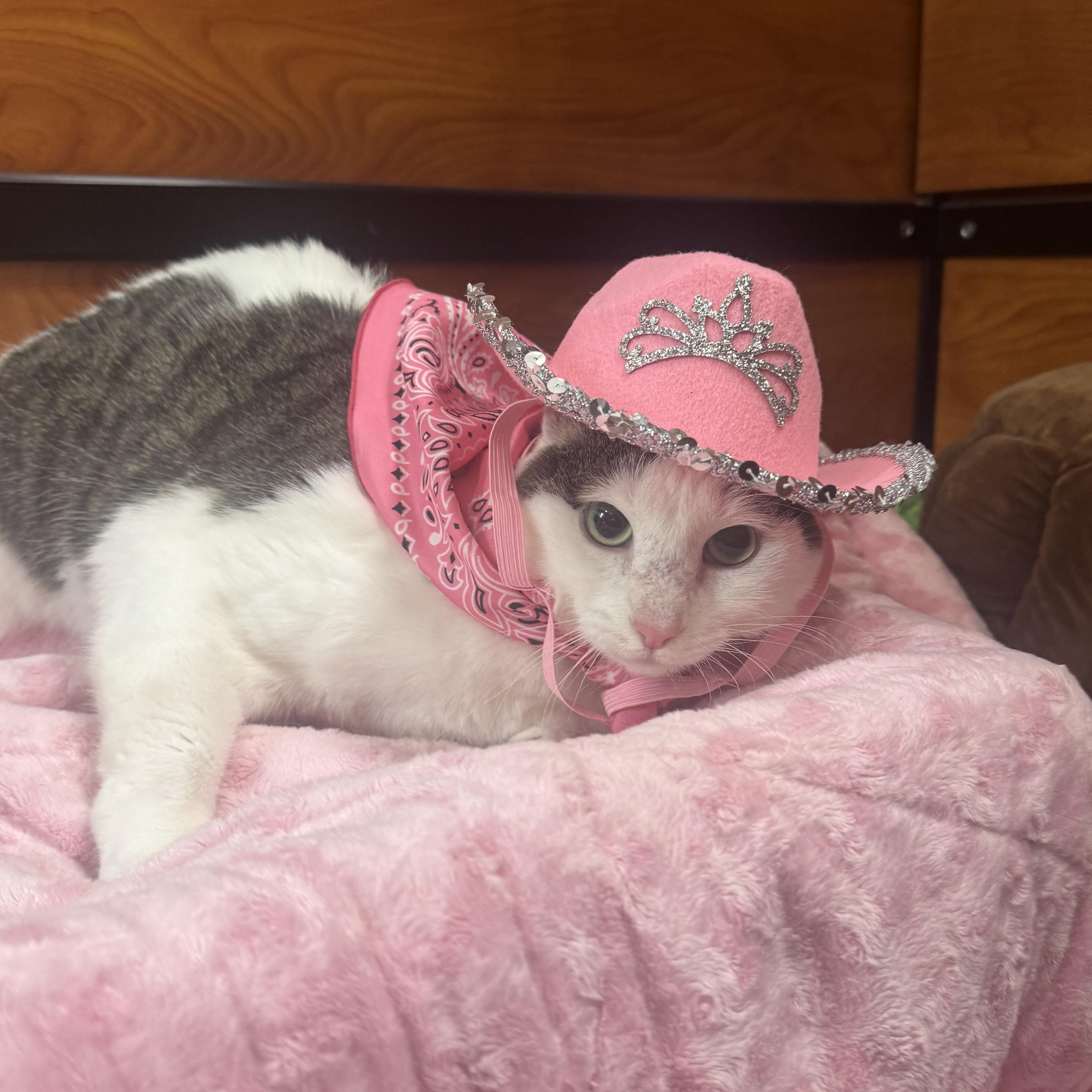 Enlarge Olive, a Adoptable Domestic Short Hair in Memphis, TN image 3/6