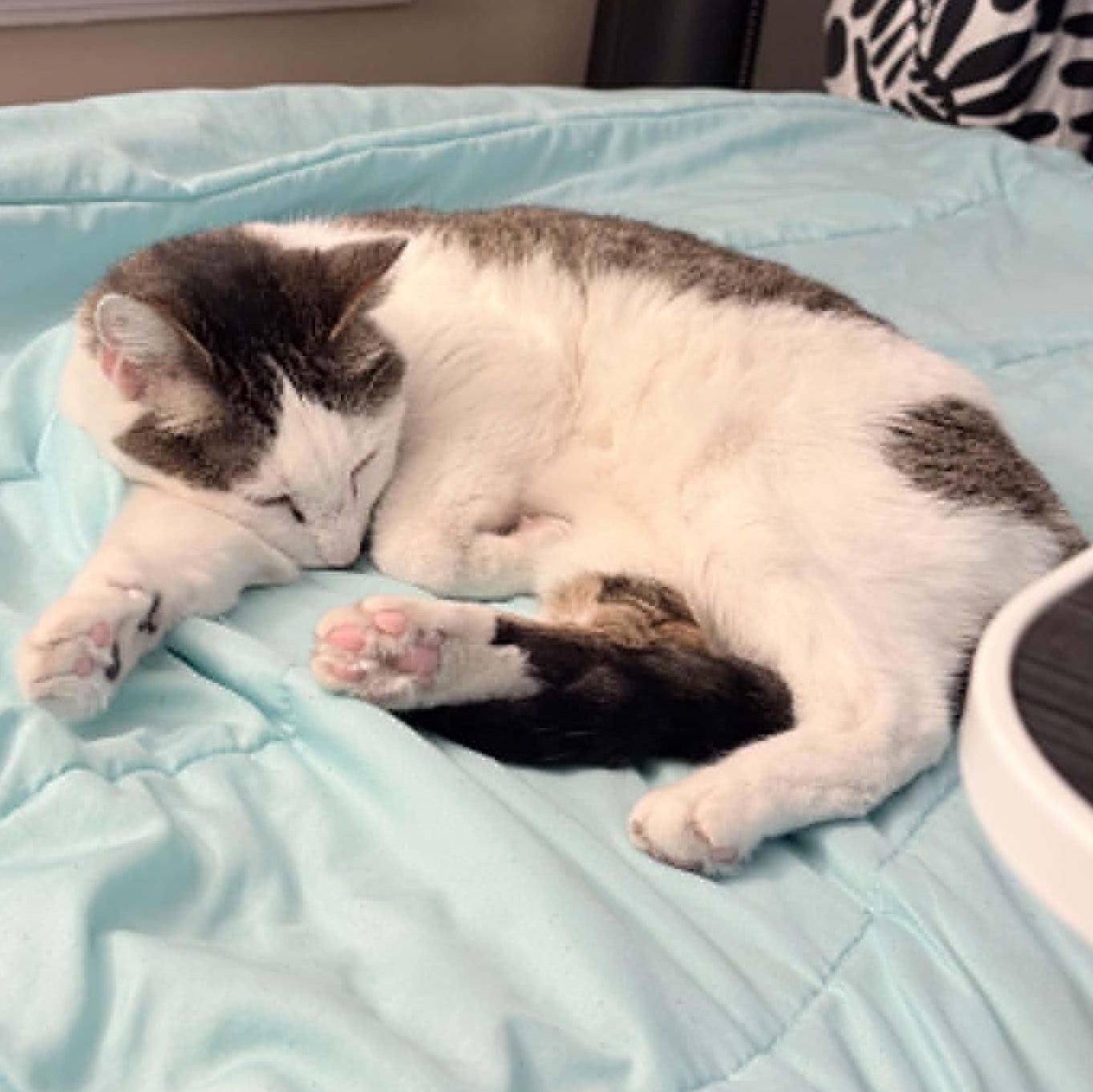 Olive, a ADOPTABLE Domestic Short Hair in Memphis, TN image 2/4