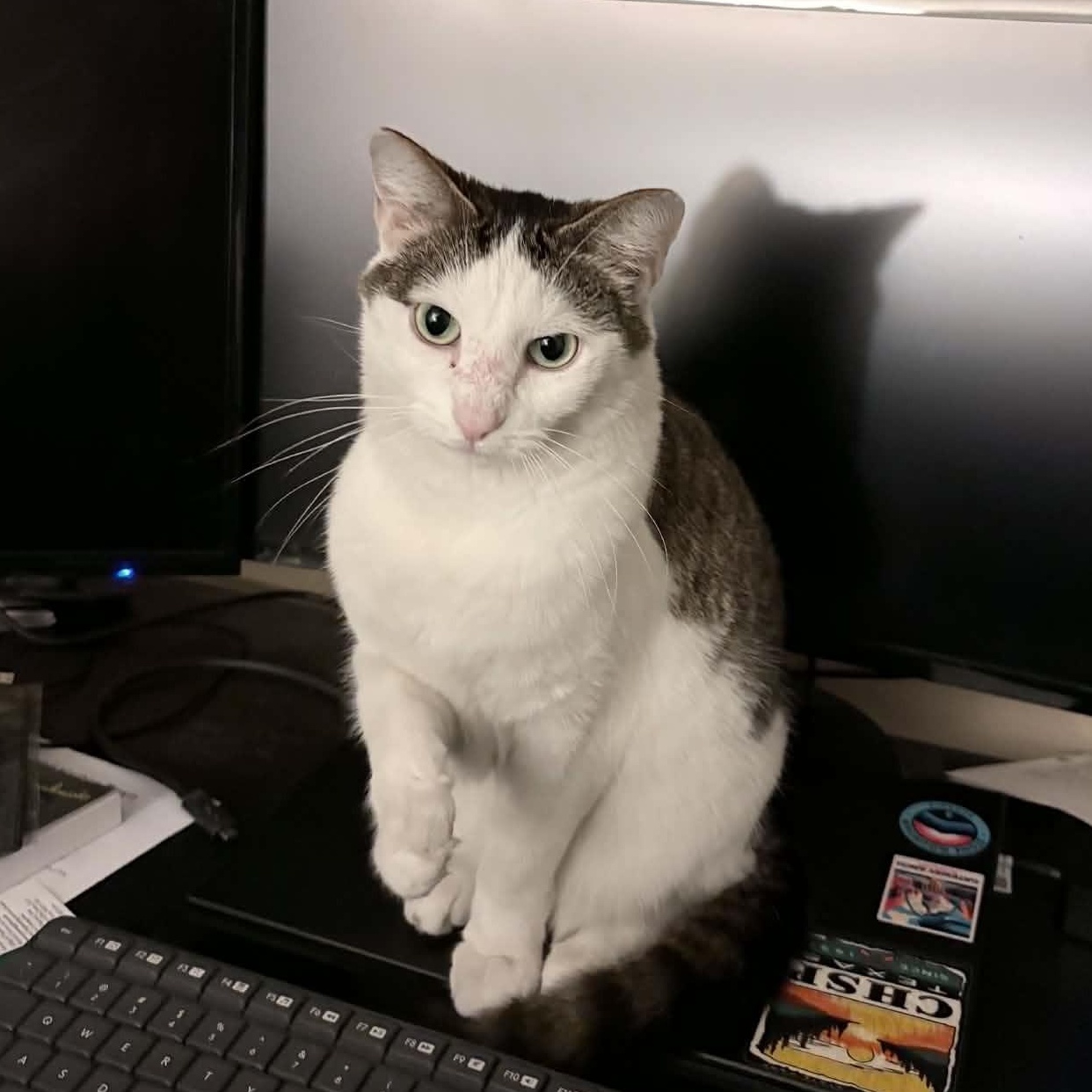 Olive, ADOPTABLE, Adult Female Domestic Short Hair.