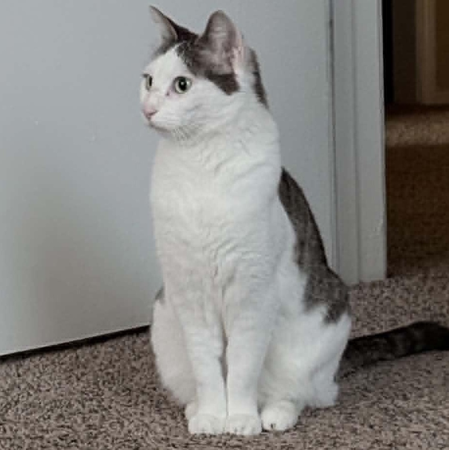 Olive, a ADOPTABLE Domestic Short Hair in Memphis, TN image 3/4