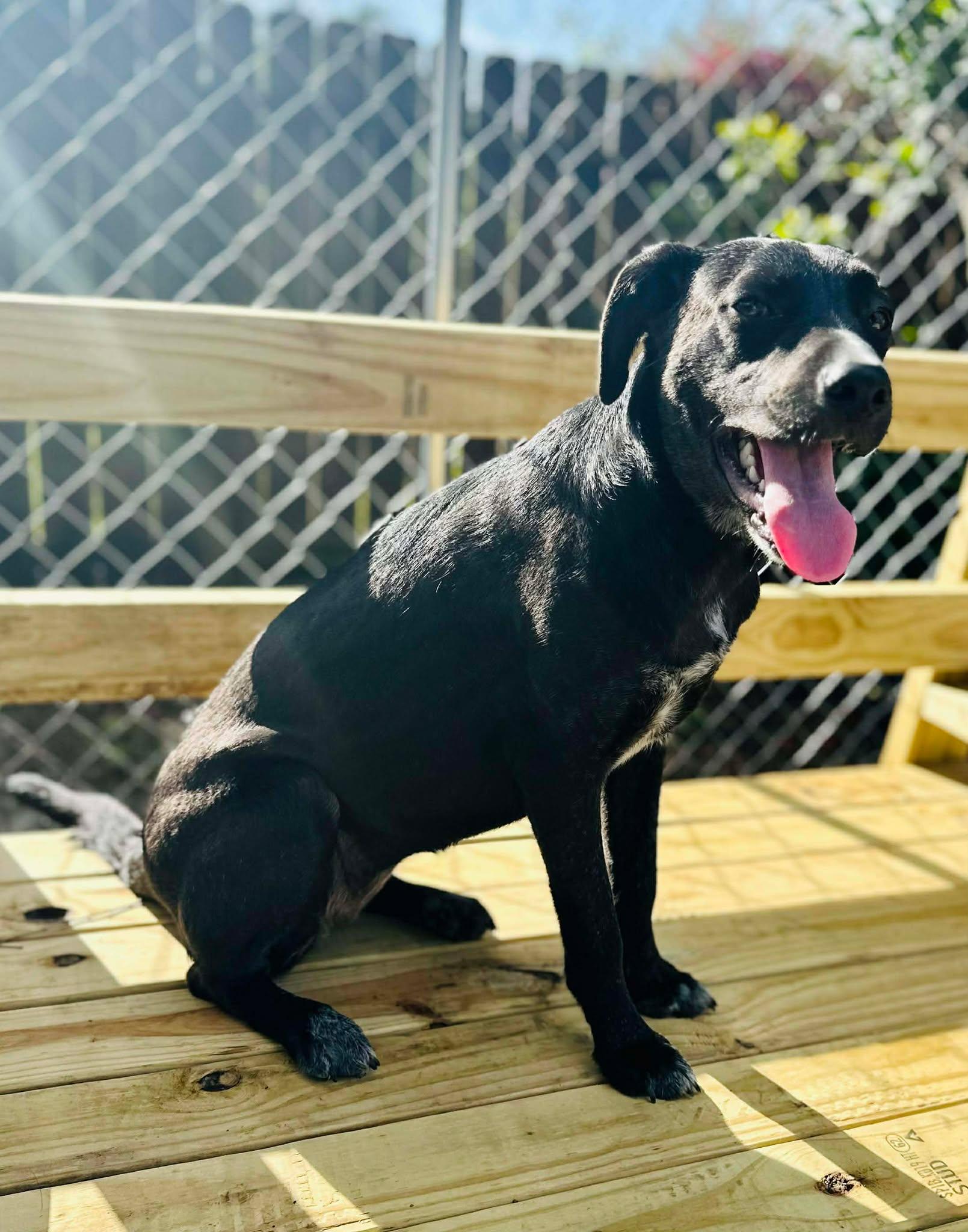 Enlarge Harper, a Adoptable mixed breed in Mooresville, NC image 6/6