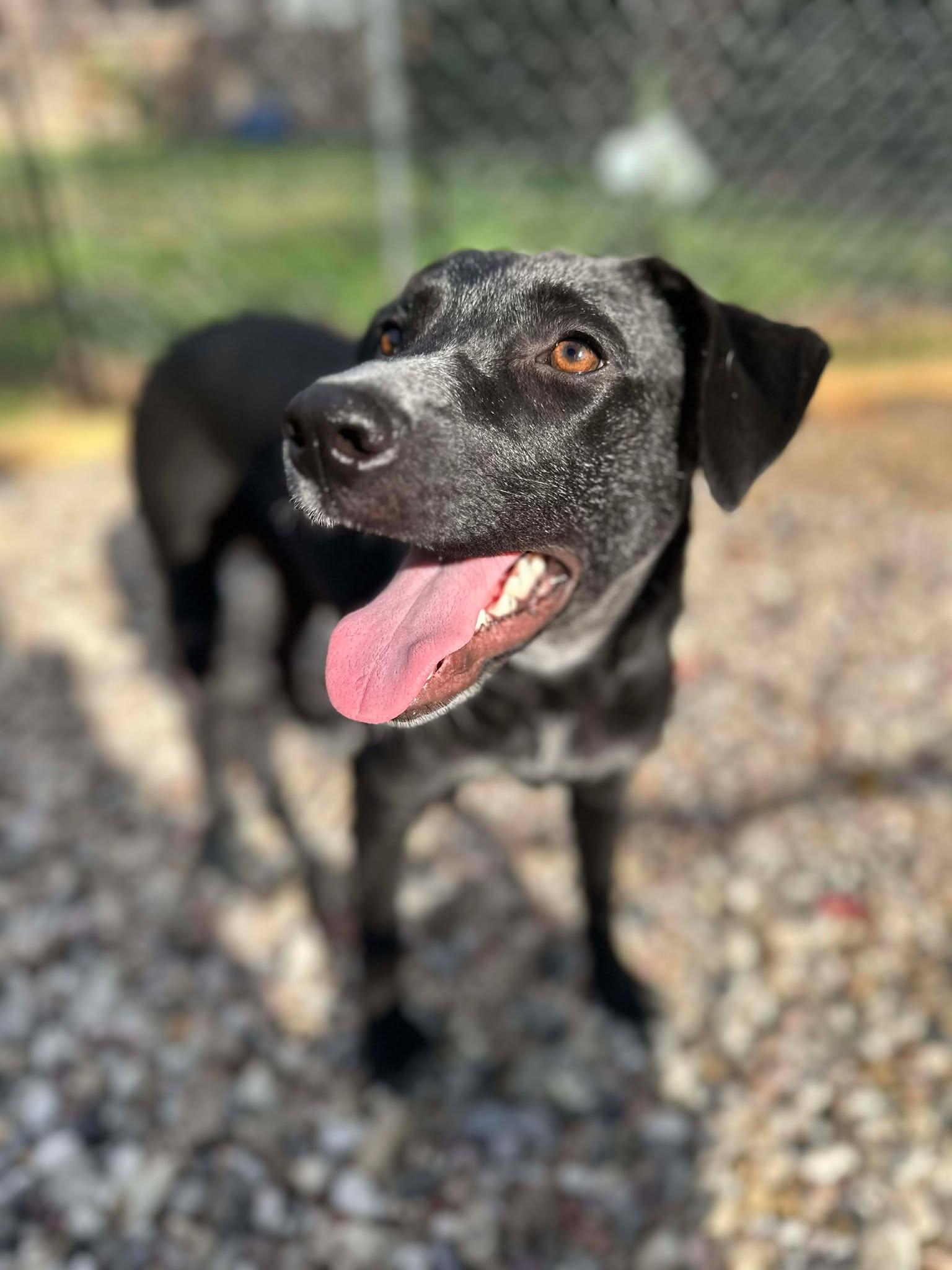 Enlarge Harper, a Adoptable mixed breed in Mooresville, NC image 3/6