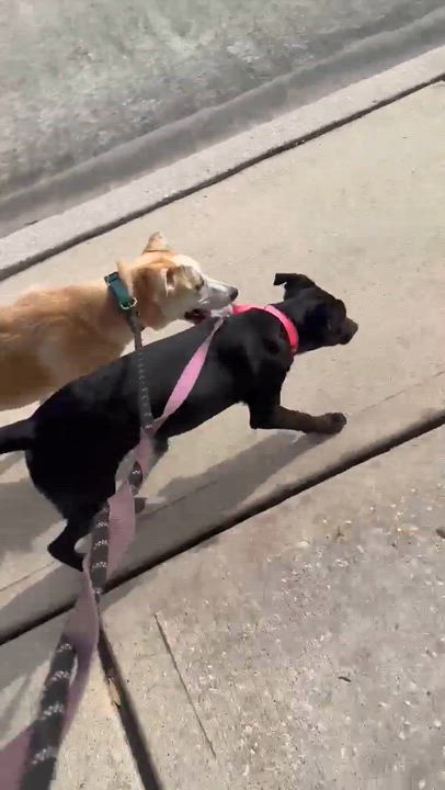 Enlarge Harper, a Adoptable mixed breed in Mooresville, NC video 5/6