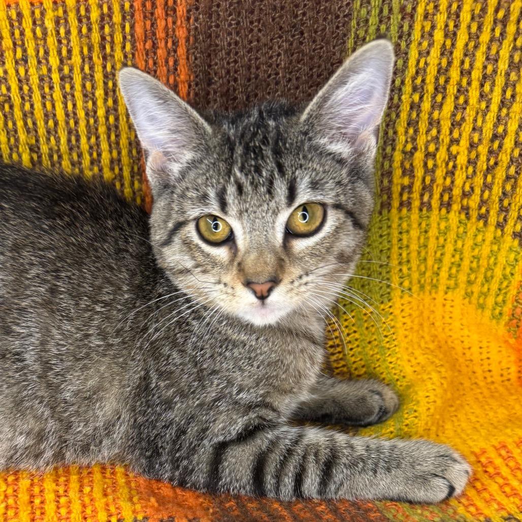 Dobby, Adoptable, Kitten Female American Wirehair & American Shorthair.