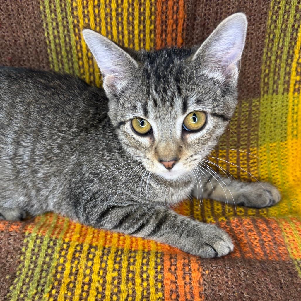 Enlarge Dobby, a Adoptable mixed breed in Mount Vernon, IL image 2/5