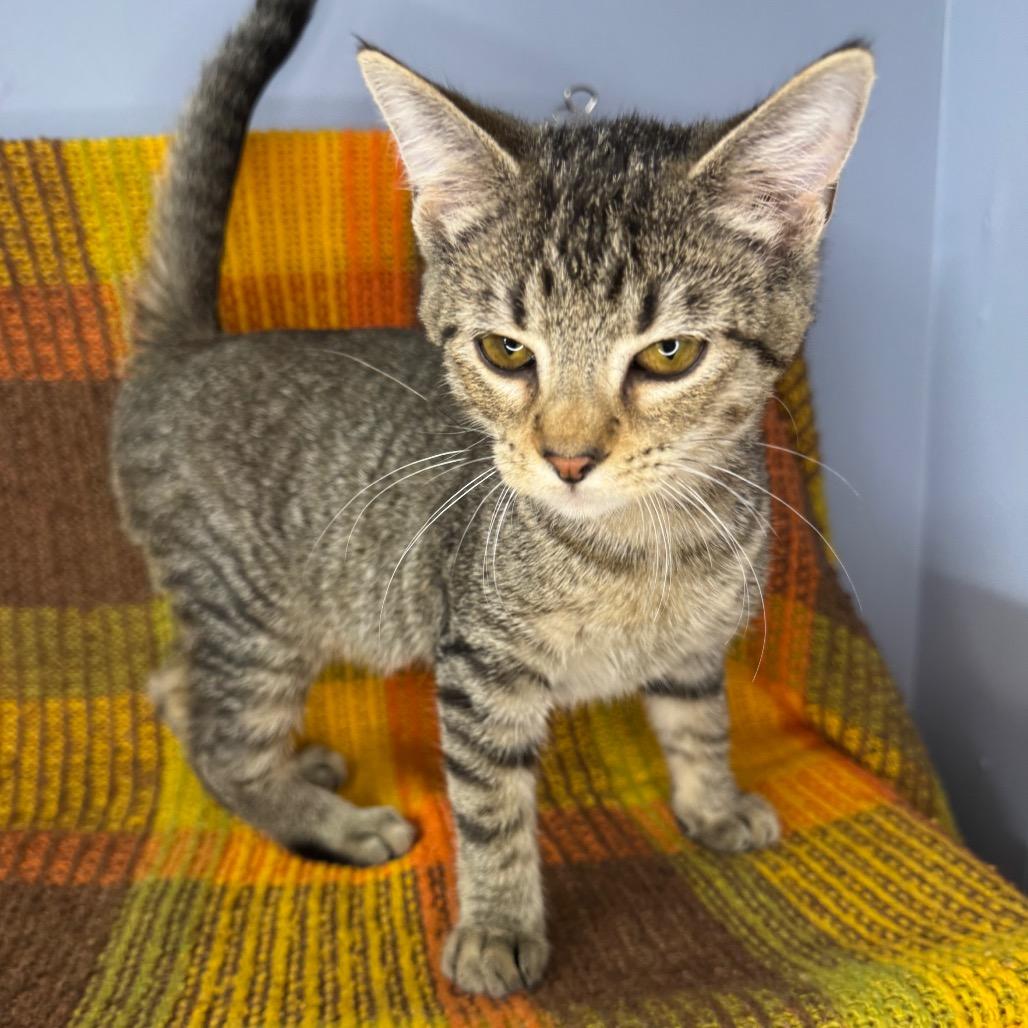 Enlarge Dobby, a Adoptable mixed breed in Mount Vernon, IL image 3/5
