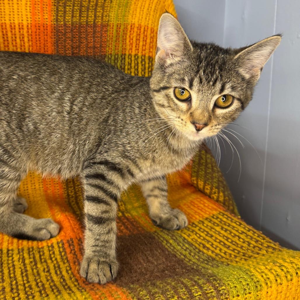 Enlarge Dobby, a Adoptable mixed breed in Mount Vernon, IL image 4/5