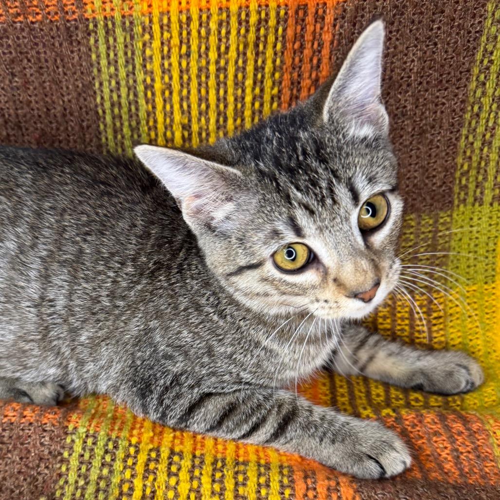 Enlarge Dobby, a Adoptable mixed breed in Mount Vernon, IL image 5/5