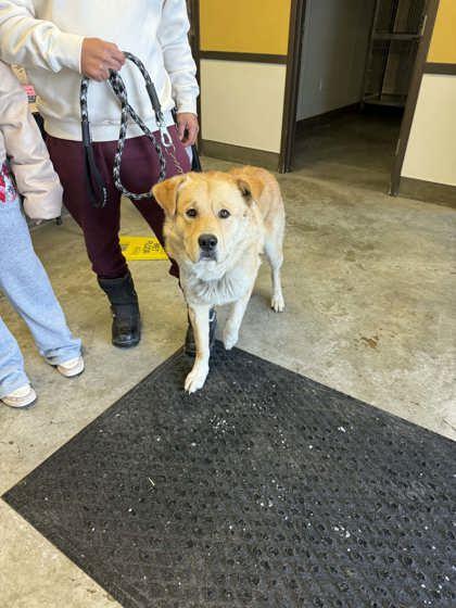 Enlarge Chandler, a Adoptable mixed breed in Bowling Green, KY image 1/2