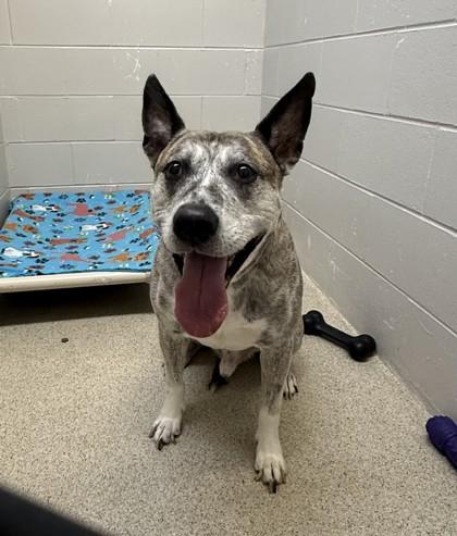 Diesel, Adoptable, Senior Male Mixed Breed & Mixed Breed.