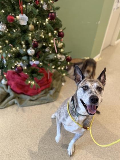 Enlarge Diesel, a Adoptable mixed breed in Harbor Springs, MI image 2/2