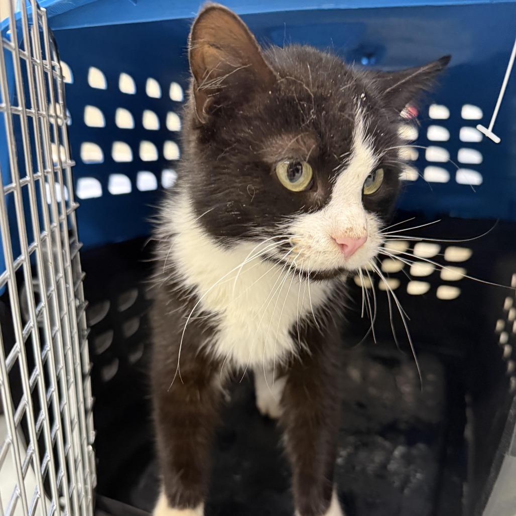 CoCo, a Adoptable Domestic Short Hair in Monticello, IA image 2/3