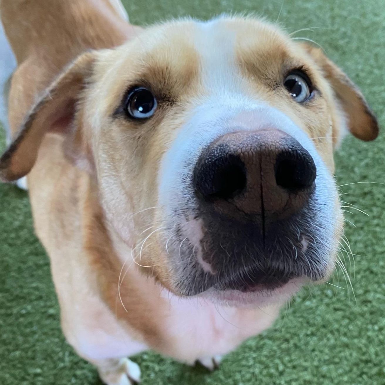 Eli, a Adoptable mixed breed image 4/4