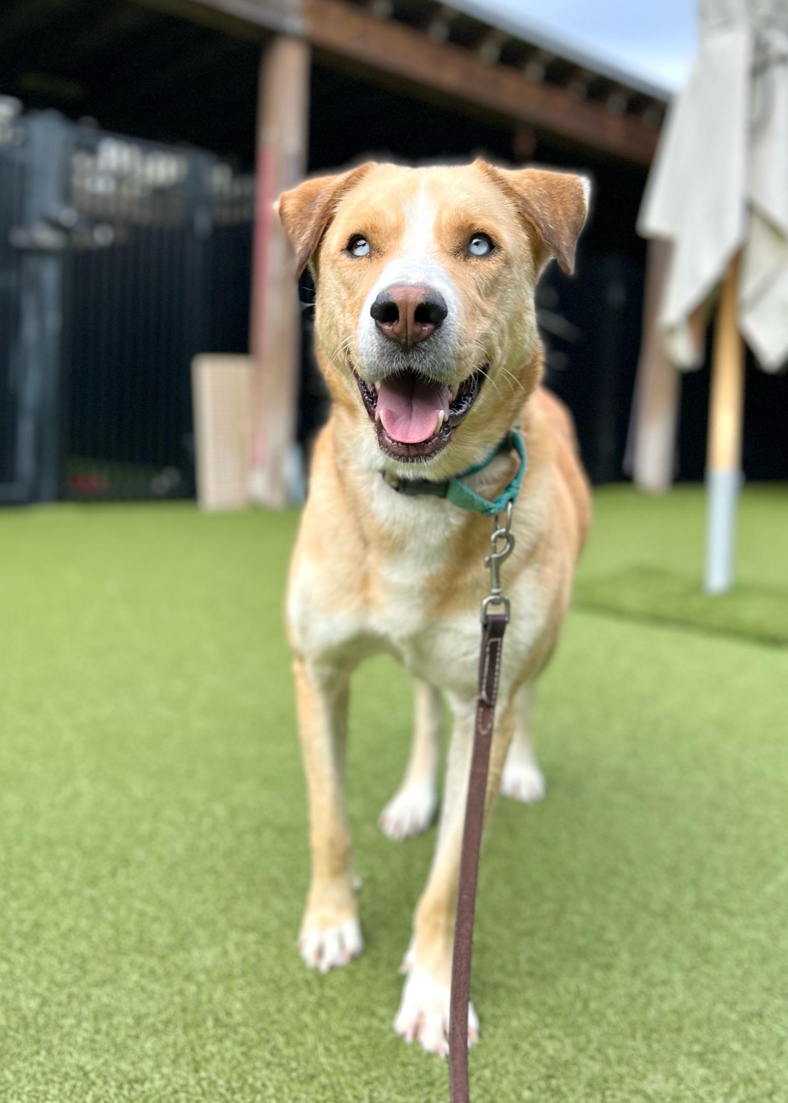 Eli, a Adoptable mixed breed image 2/4