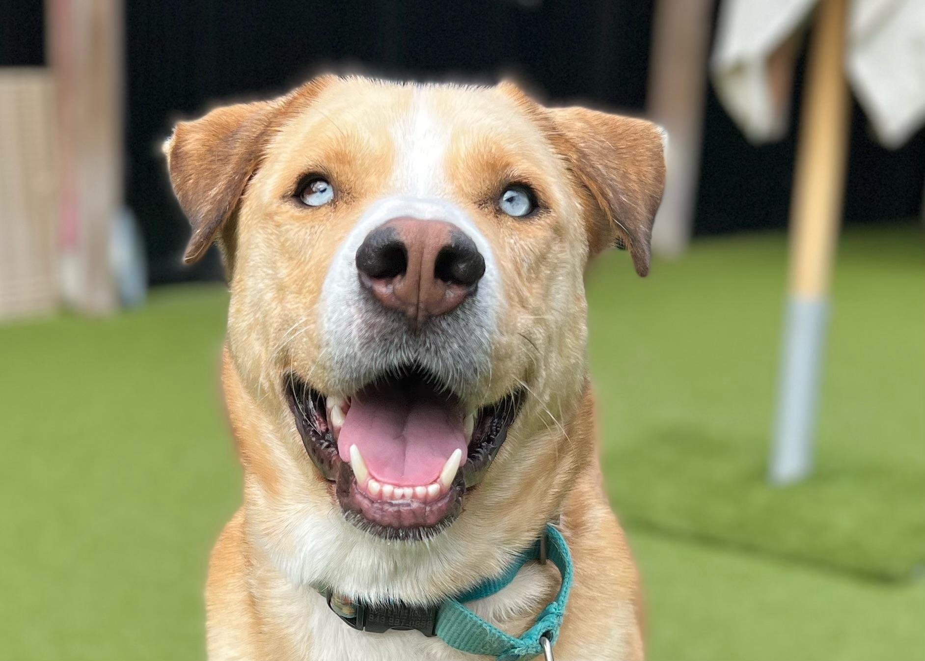 Eli, Adoptable, Adult Male Akita.