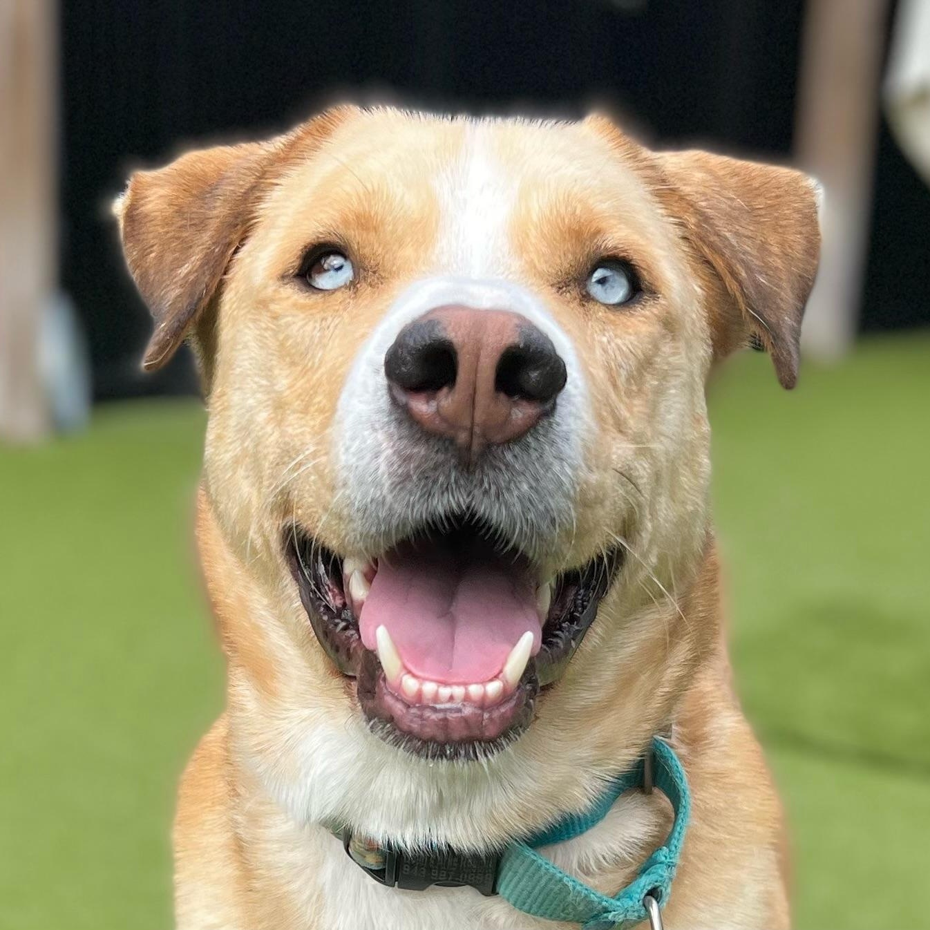 Enlarge ELI, a Adoptable mixed breed in Ridgeland, SC image 1/4