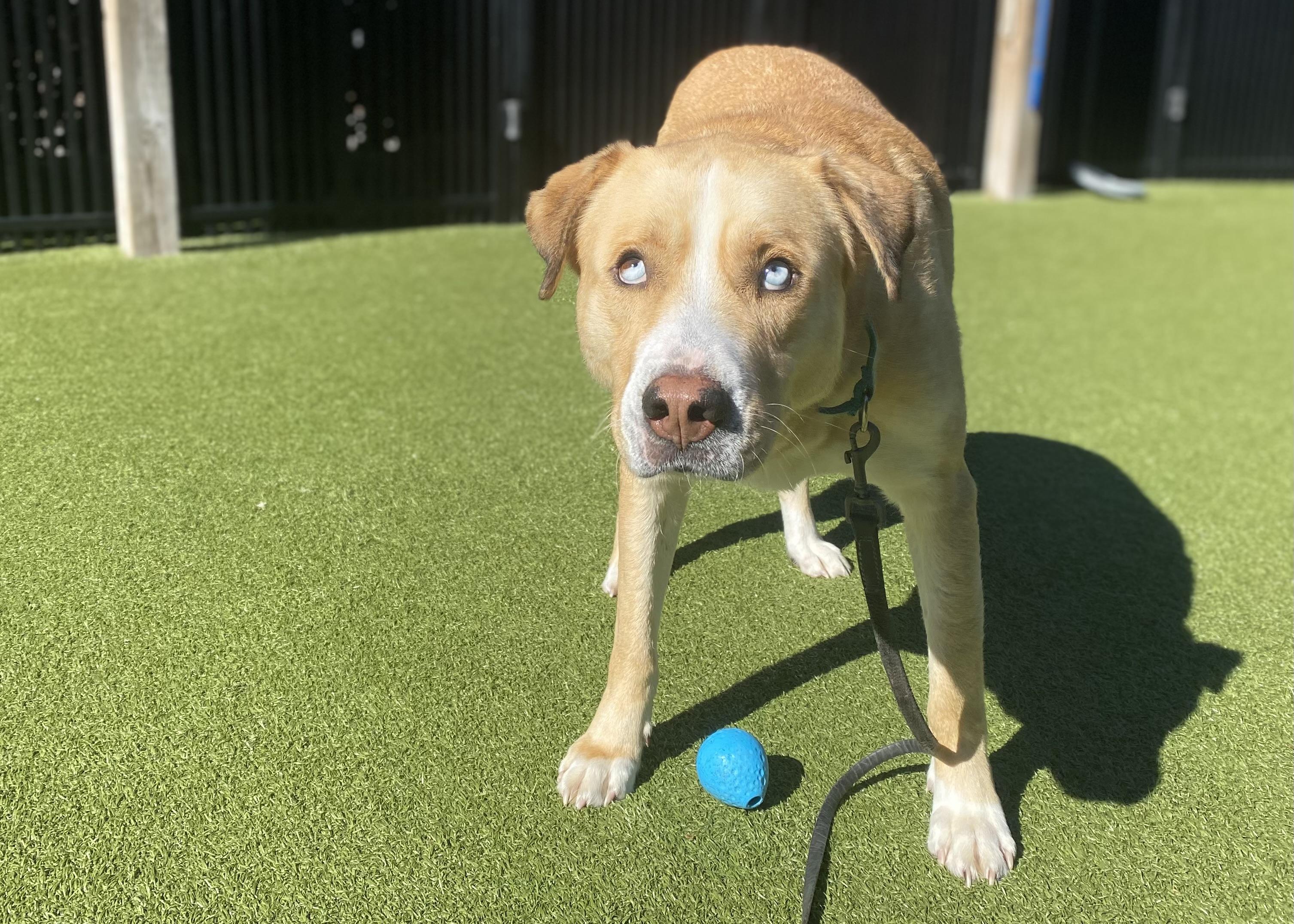 Eli, a Adoptable mixed breed image 3/4