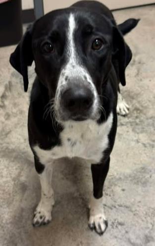 Enlarge Wynonna, a Adoptable mixed breed in Lampasas, TX image 1/1