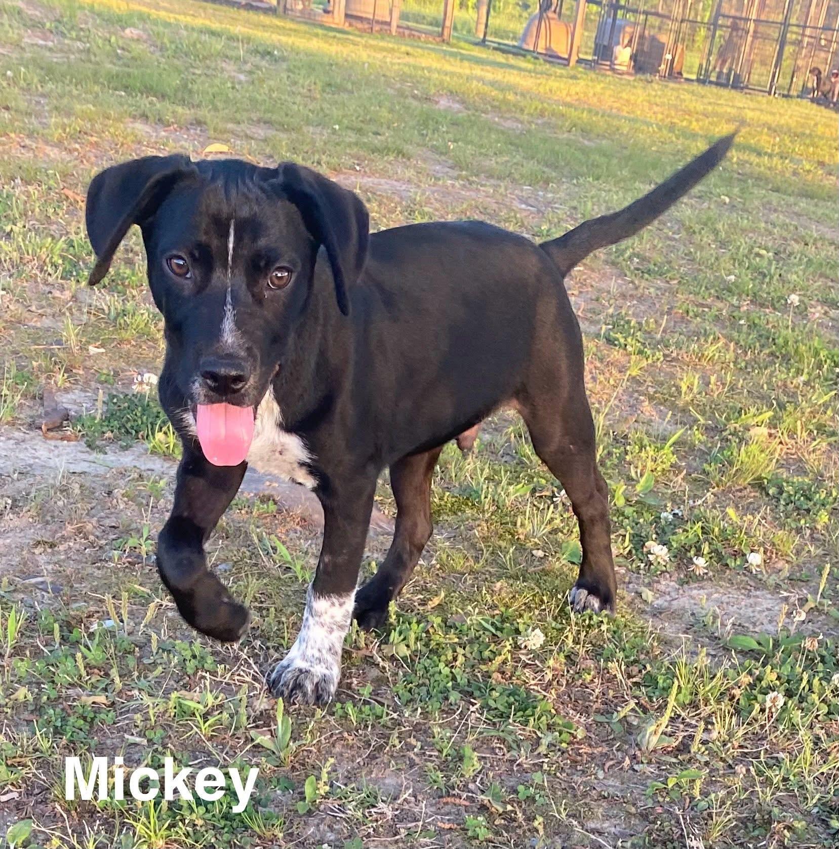 Mickey, Adoptable, Puppy Male Labrador Retriever & American Bully.