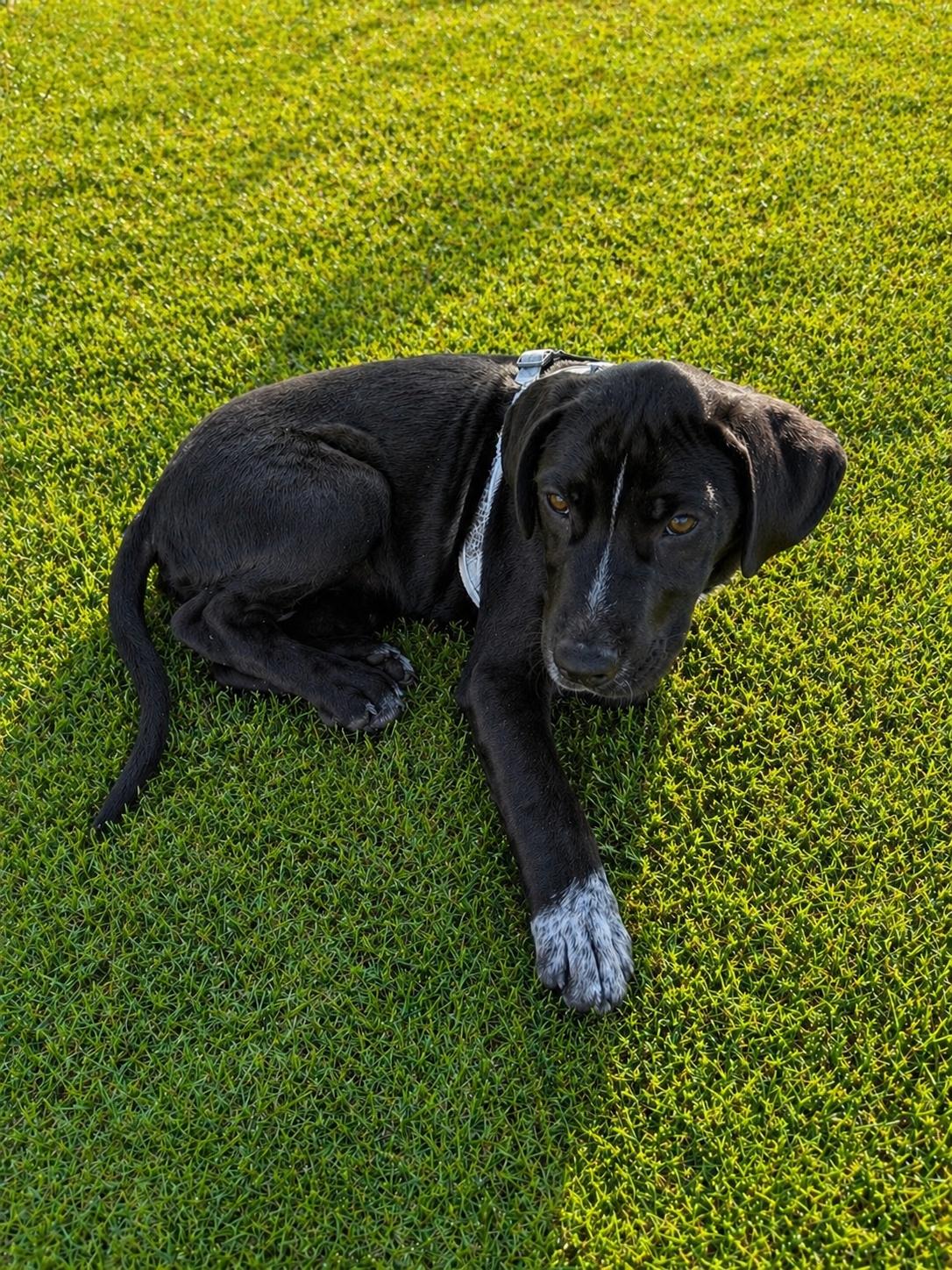 Enlarge Mickey, a Adoptable mixed breed in Lancaster, MA image 2/3