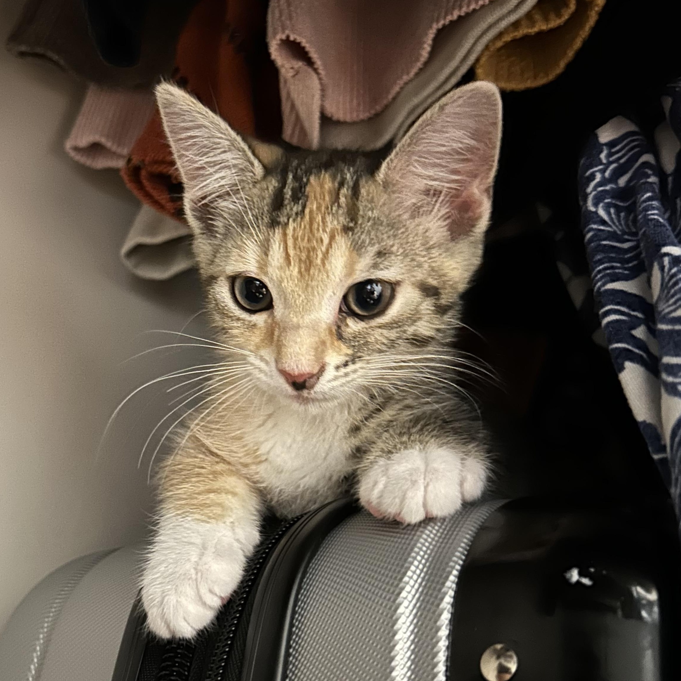 Gabriela, an adopted Domestic Short Hair in Easley, SC image 2/4